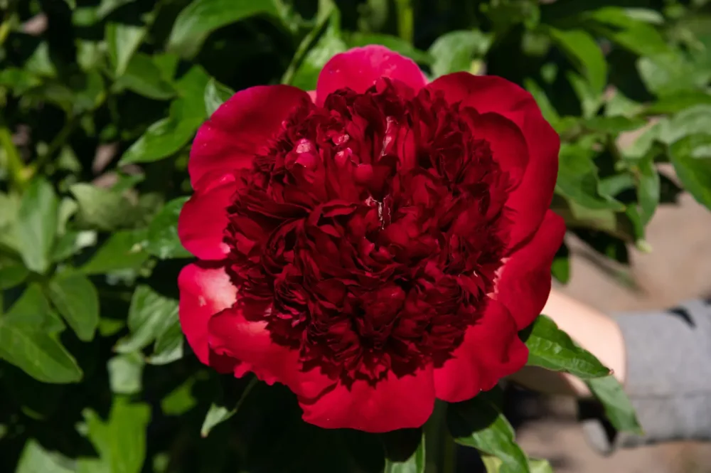 Red Charm - Image 2