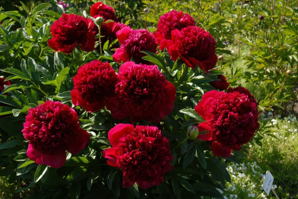 Red Charm