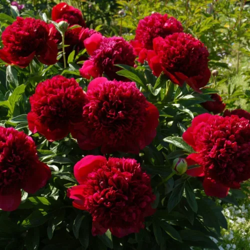 Red Charm