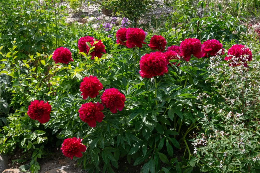 Red Charm - Image 3