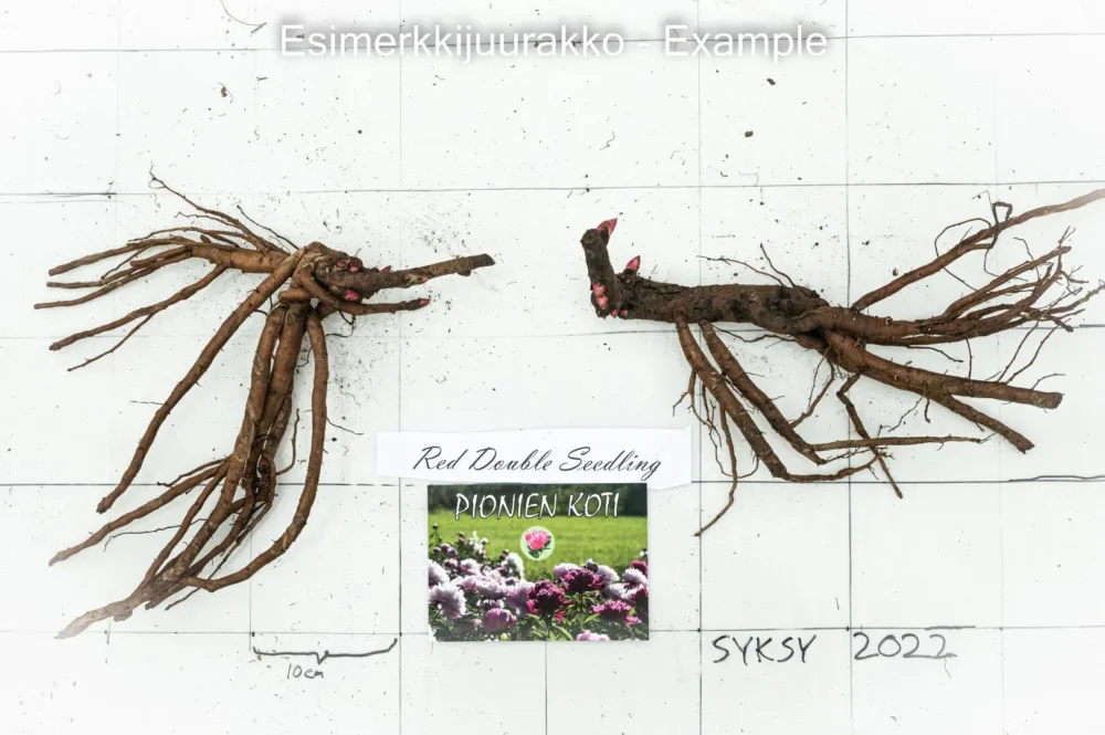 Red Double Seedling - Image 4