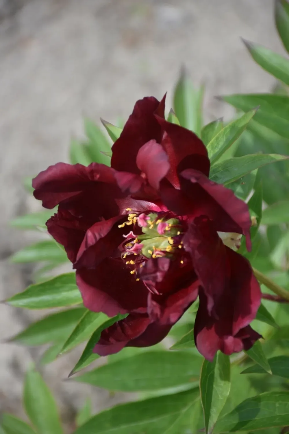 Red Double Seedling - Image 3