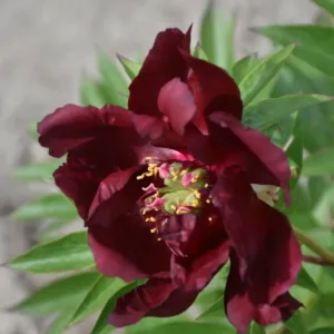 Simply Red (Red Double Seedling)