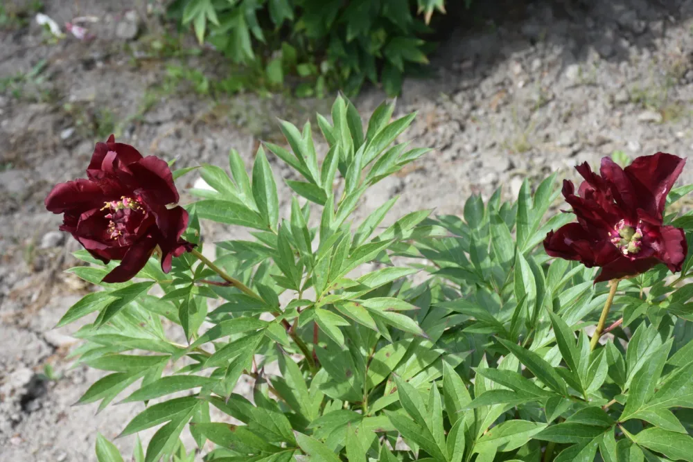 Red Double Seedling - Image 2