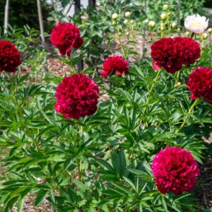 Red Grace