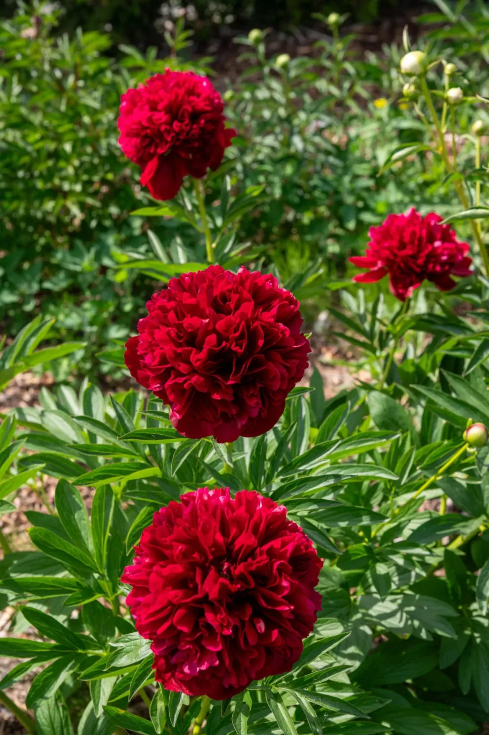 Red Grace - Image 3