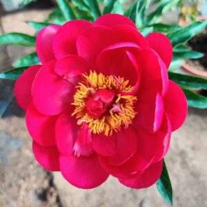 Red Red Rose