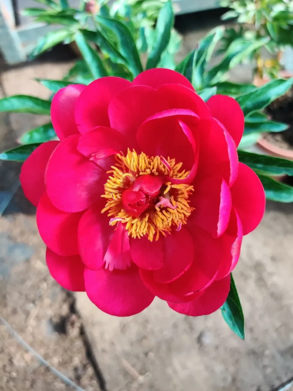 Red Red Rose