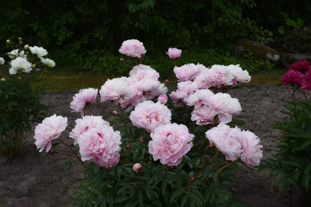 Reine Hortense - Image 3