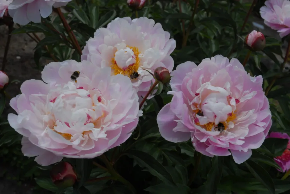 Reine Hortense - Image 10