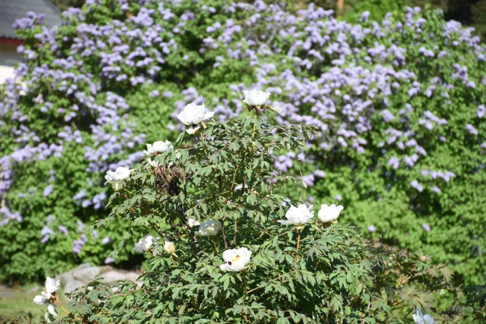 P. rockii - Image 10