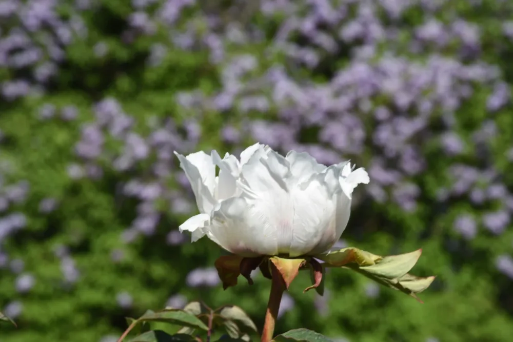 P. rockii - Image 12