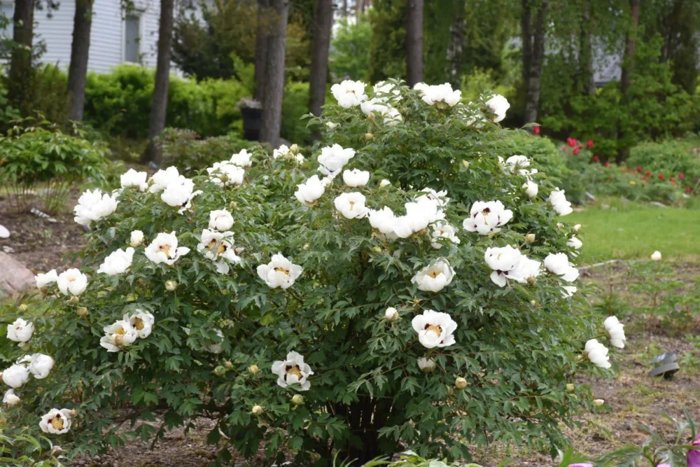P. rockii - Image 4