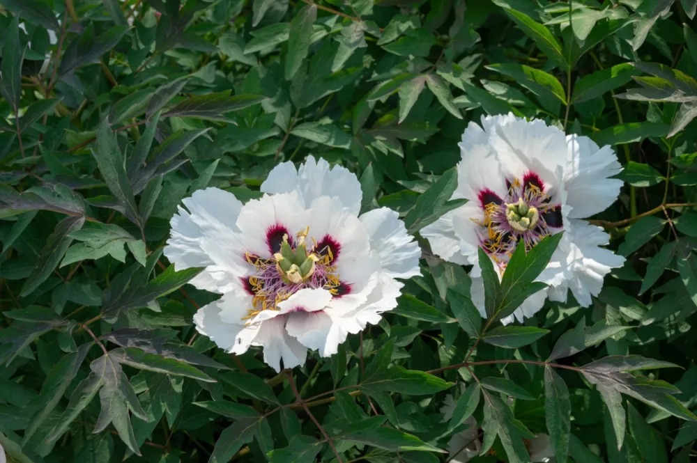 P. rockii - Image 11