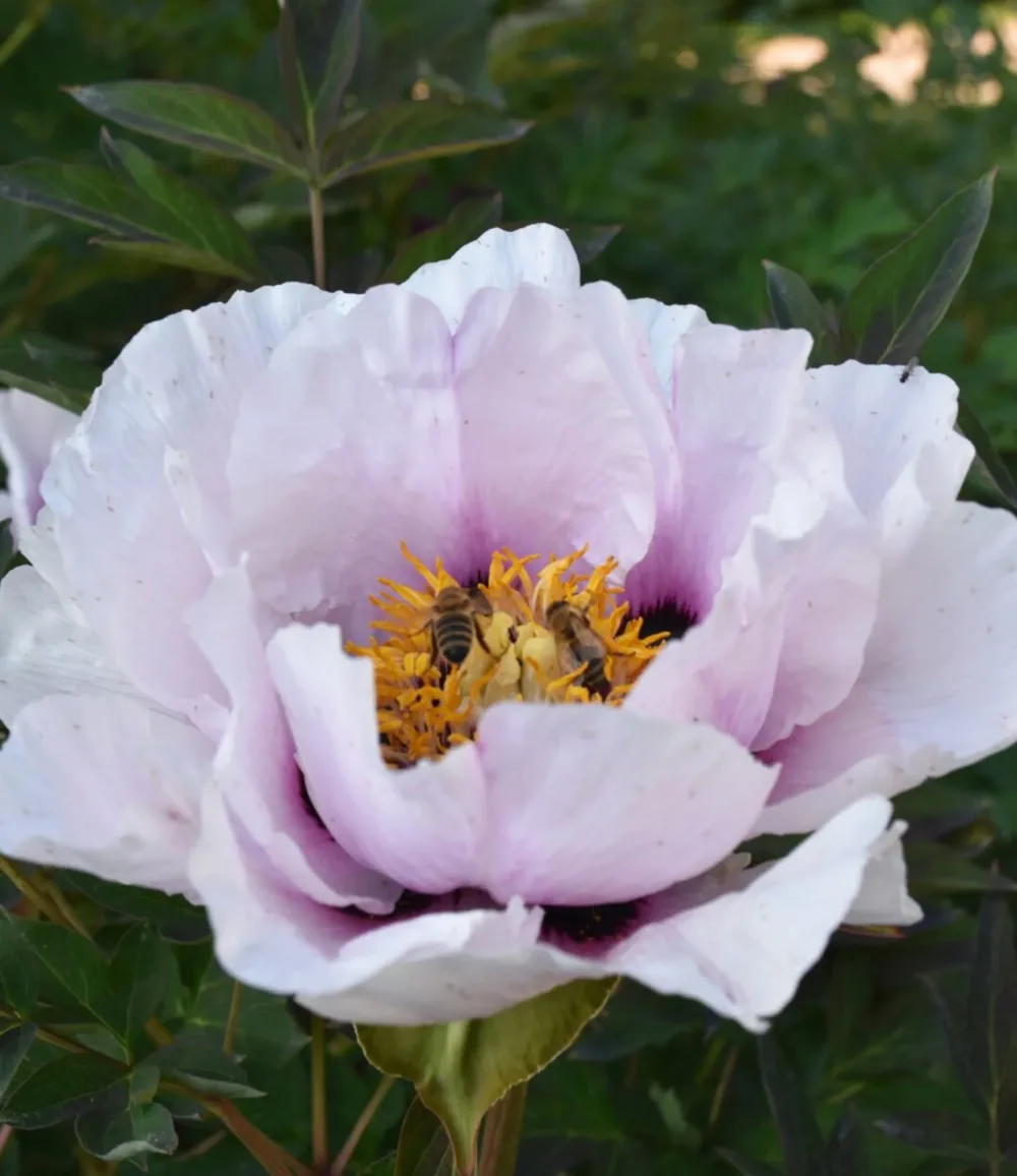 P. rockii - Image 5