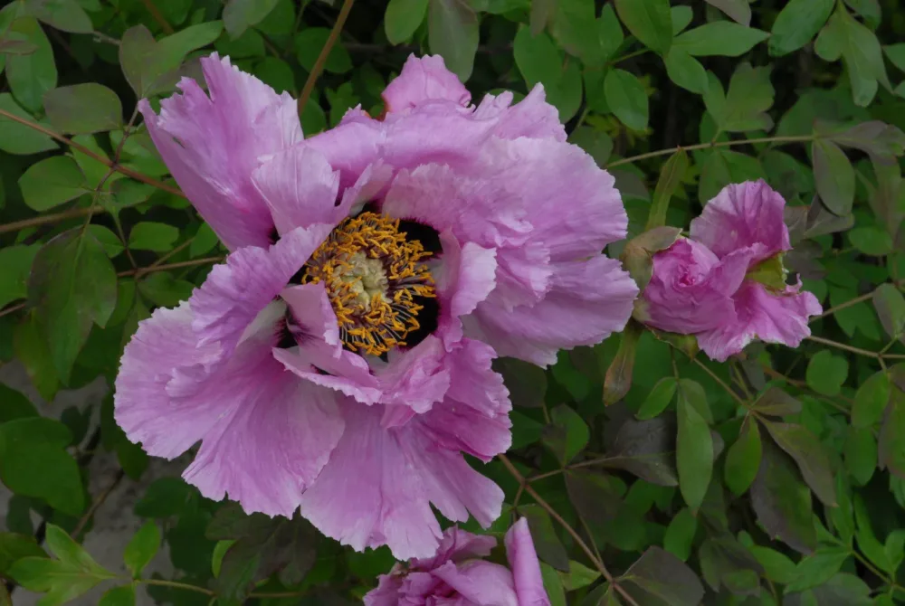 P. rockii - Image 15