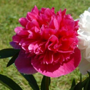 Rosea plena
