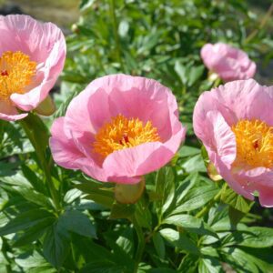 Roselette