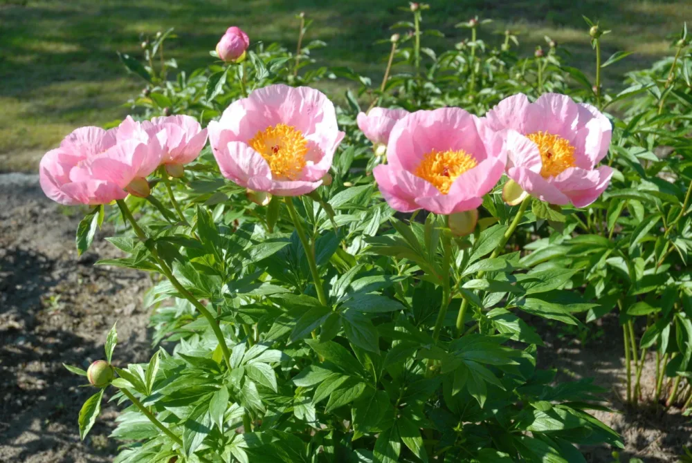 Roselette - Image 2