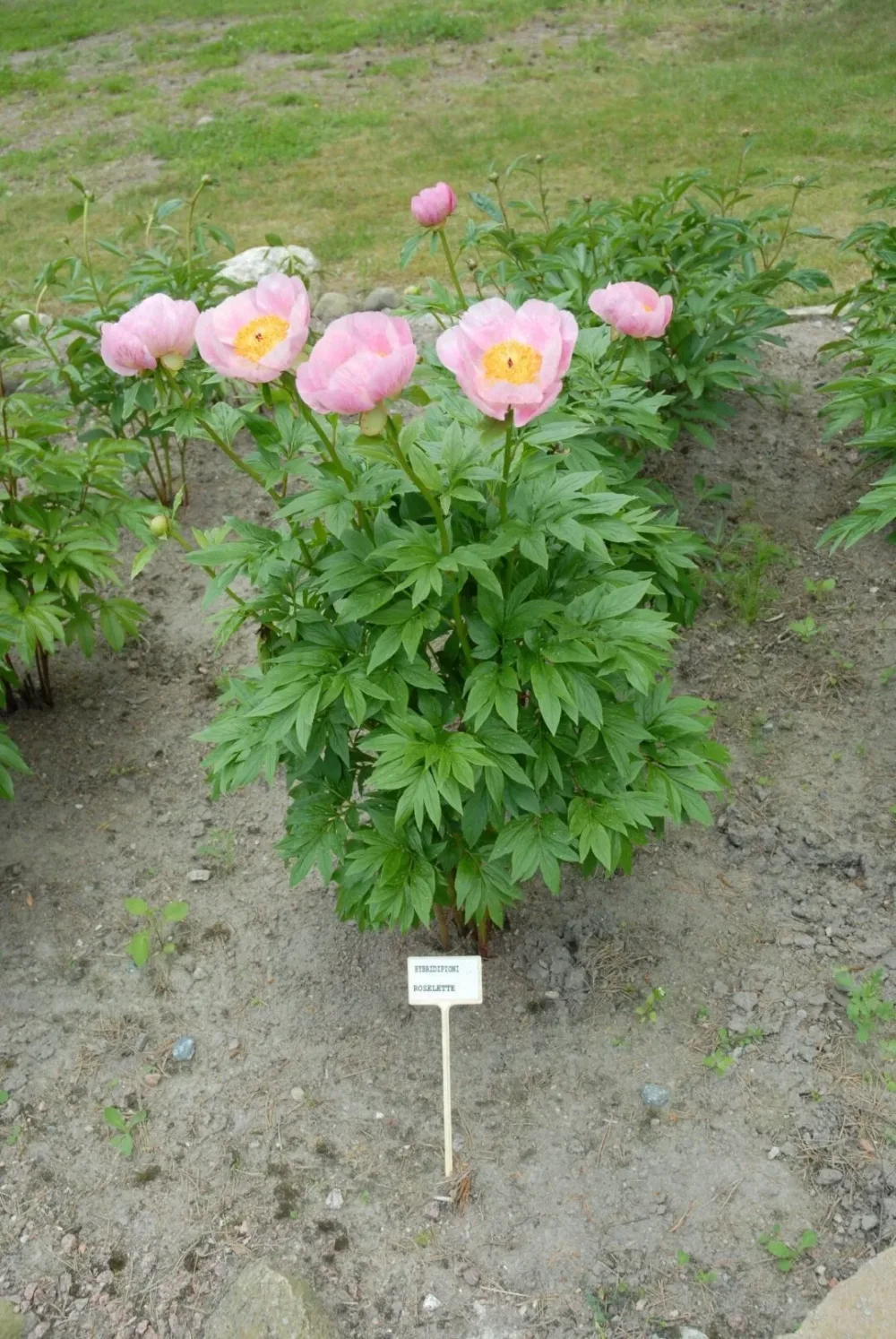 Roselette - Image 4