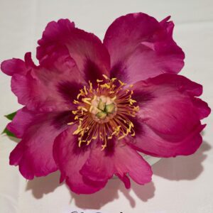 Sonoma Rosy Future