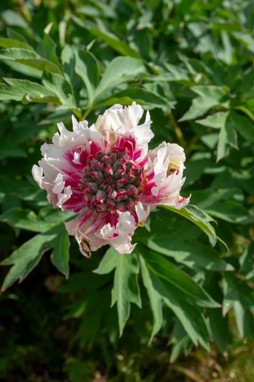 Rosy Prospects (Raggedy Ann) - Image 4