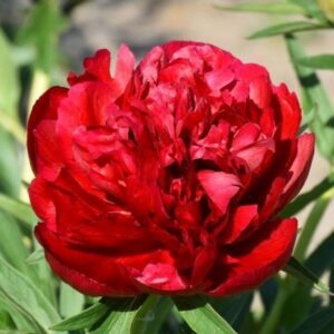 Rubra plena