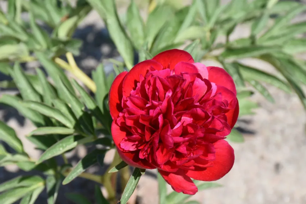 Rubra plena - Image 3