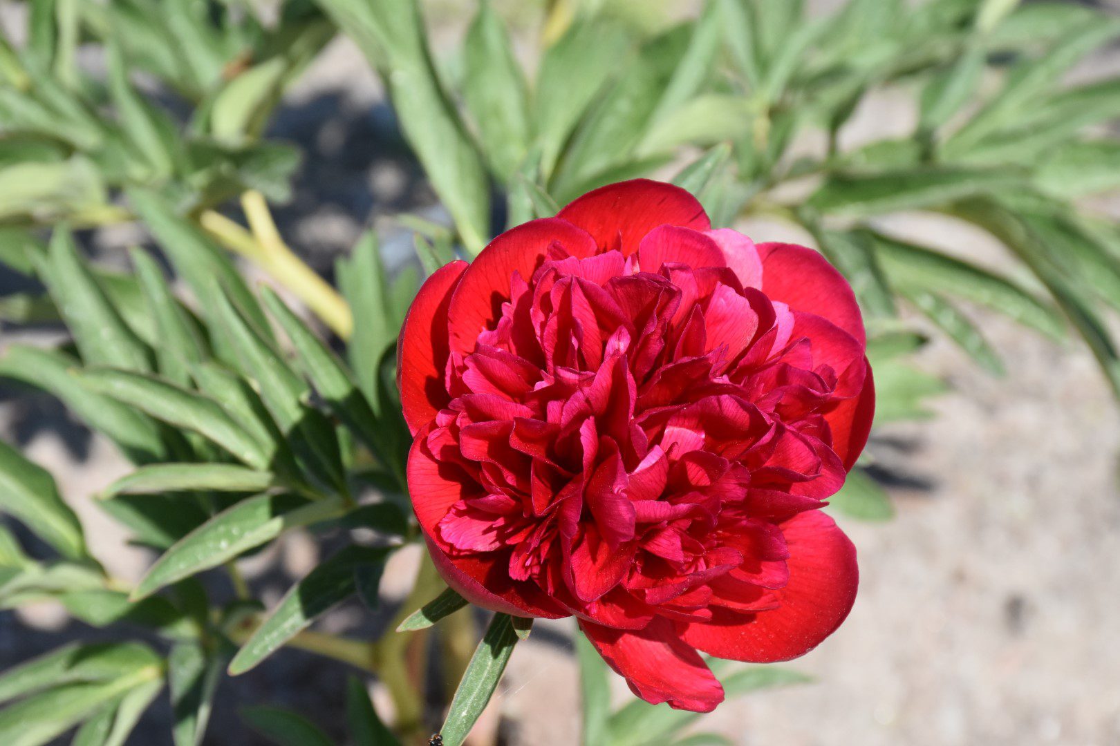 Rubra plena - Home of Peonies