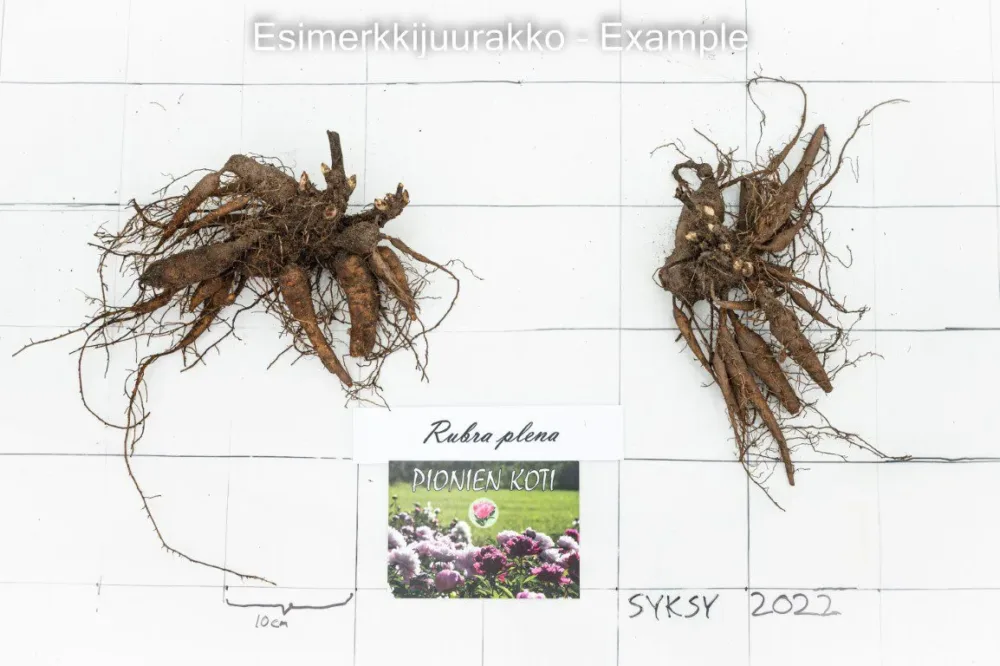 Rubra plena - Image 5