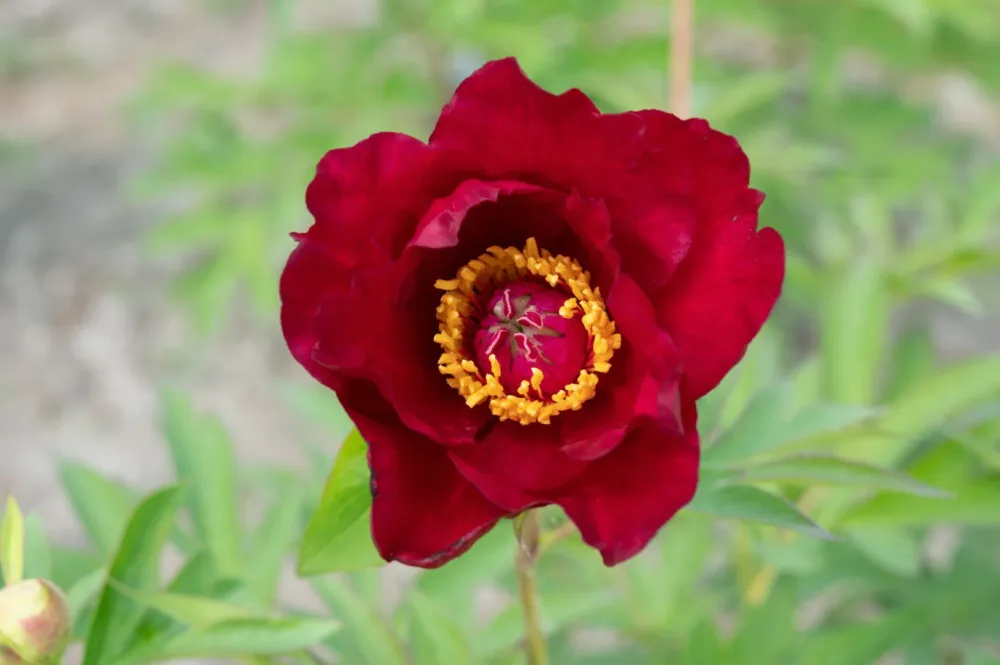 Scarlet Heaven