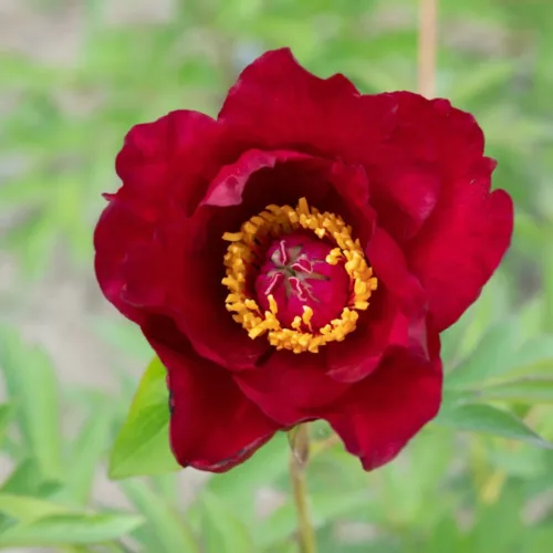 Scarlet Heaven