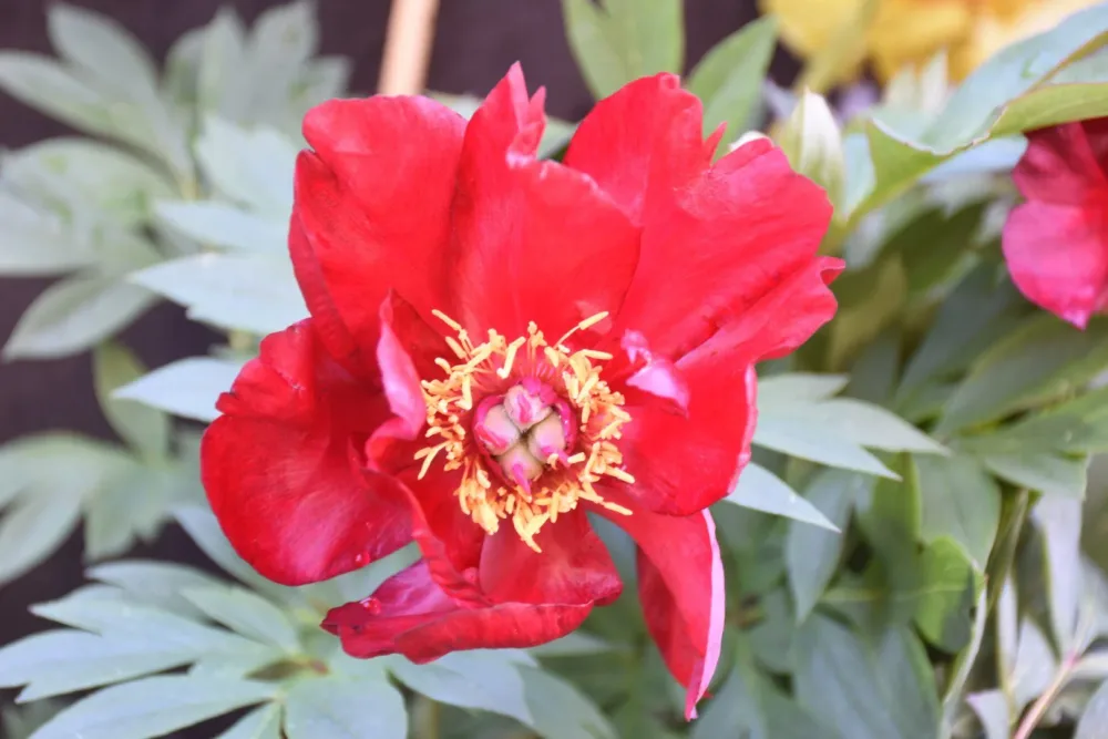 Scarlet Heaven - Image 2