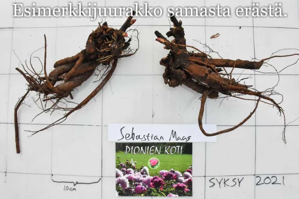 Sebastian Maas - Image 7