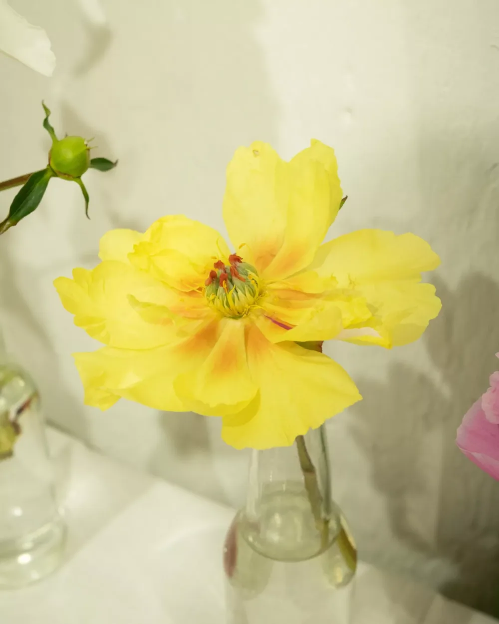 Sequestered Sunshine - Image 3