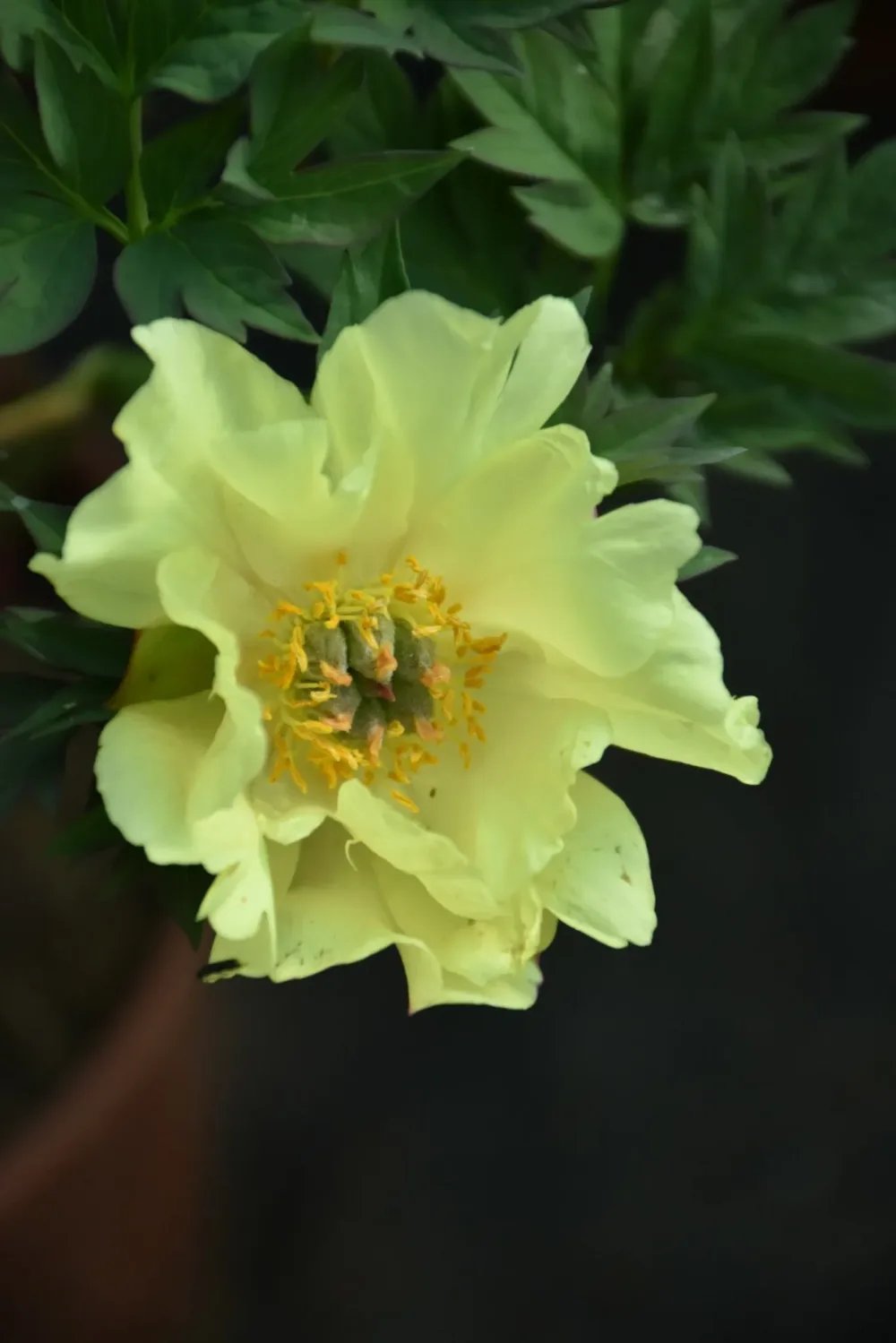 Sequestered Sunshine - Image 2