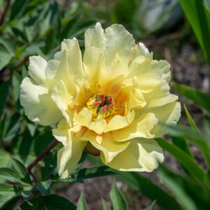 Sequestered Sunshine