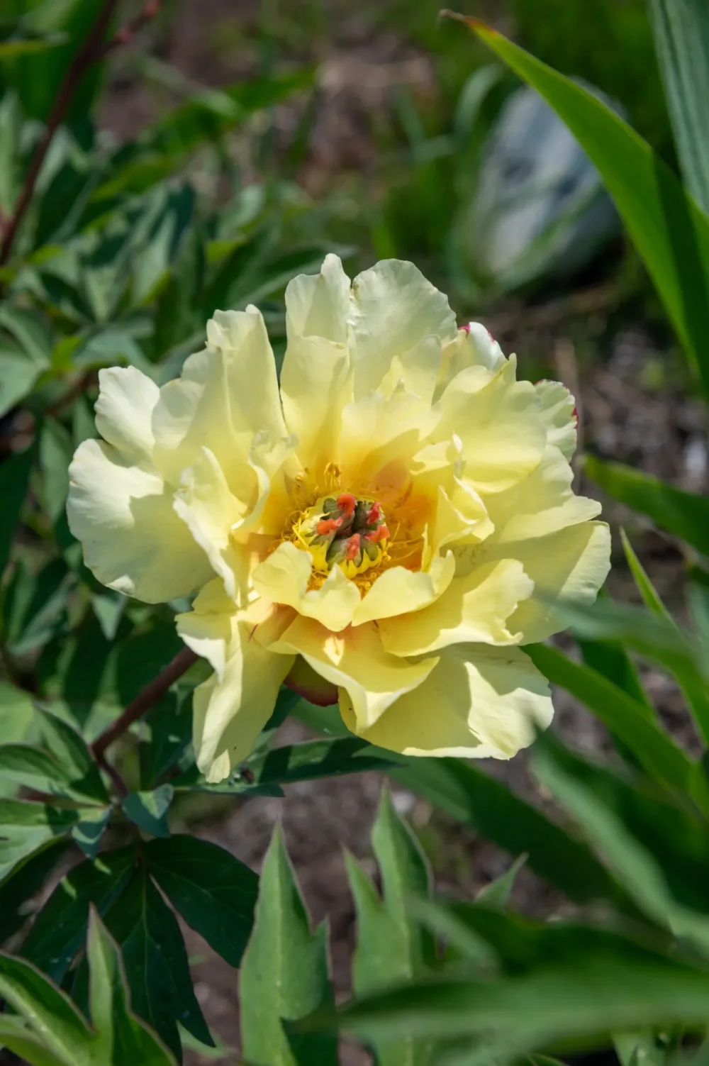 Sequestered Sunshine