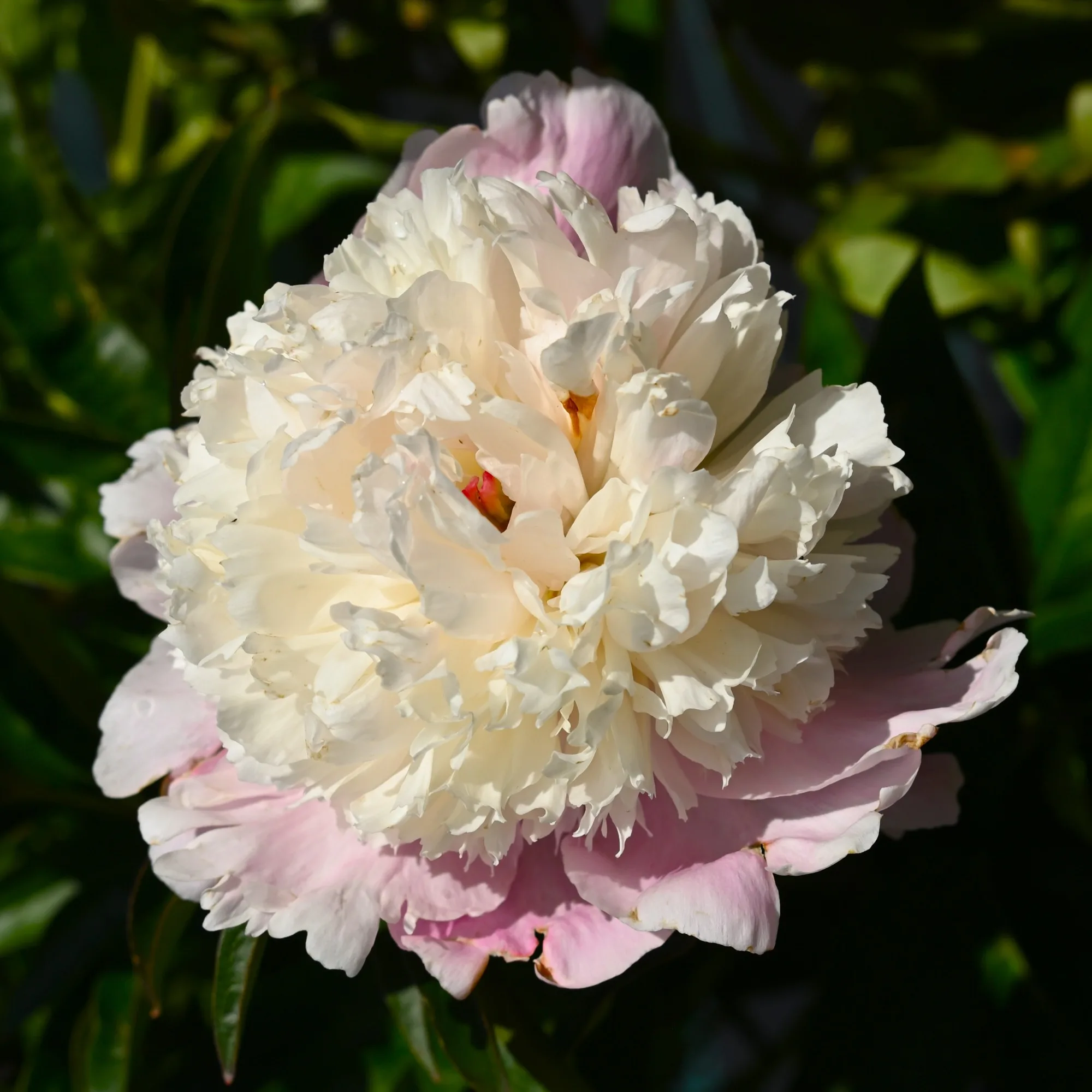 She's My Star - Image 4