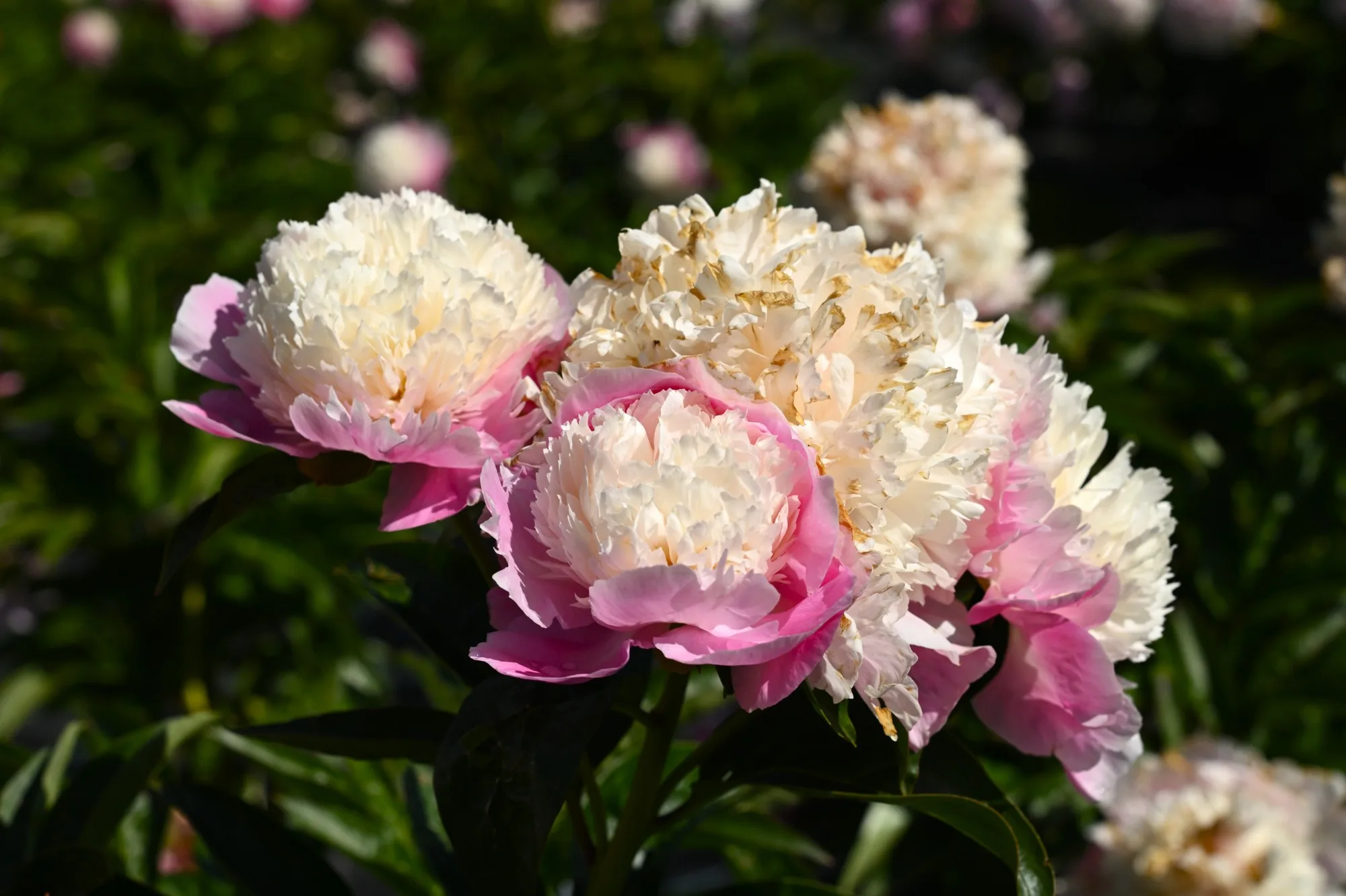 She's My Star - Image 2