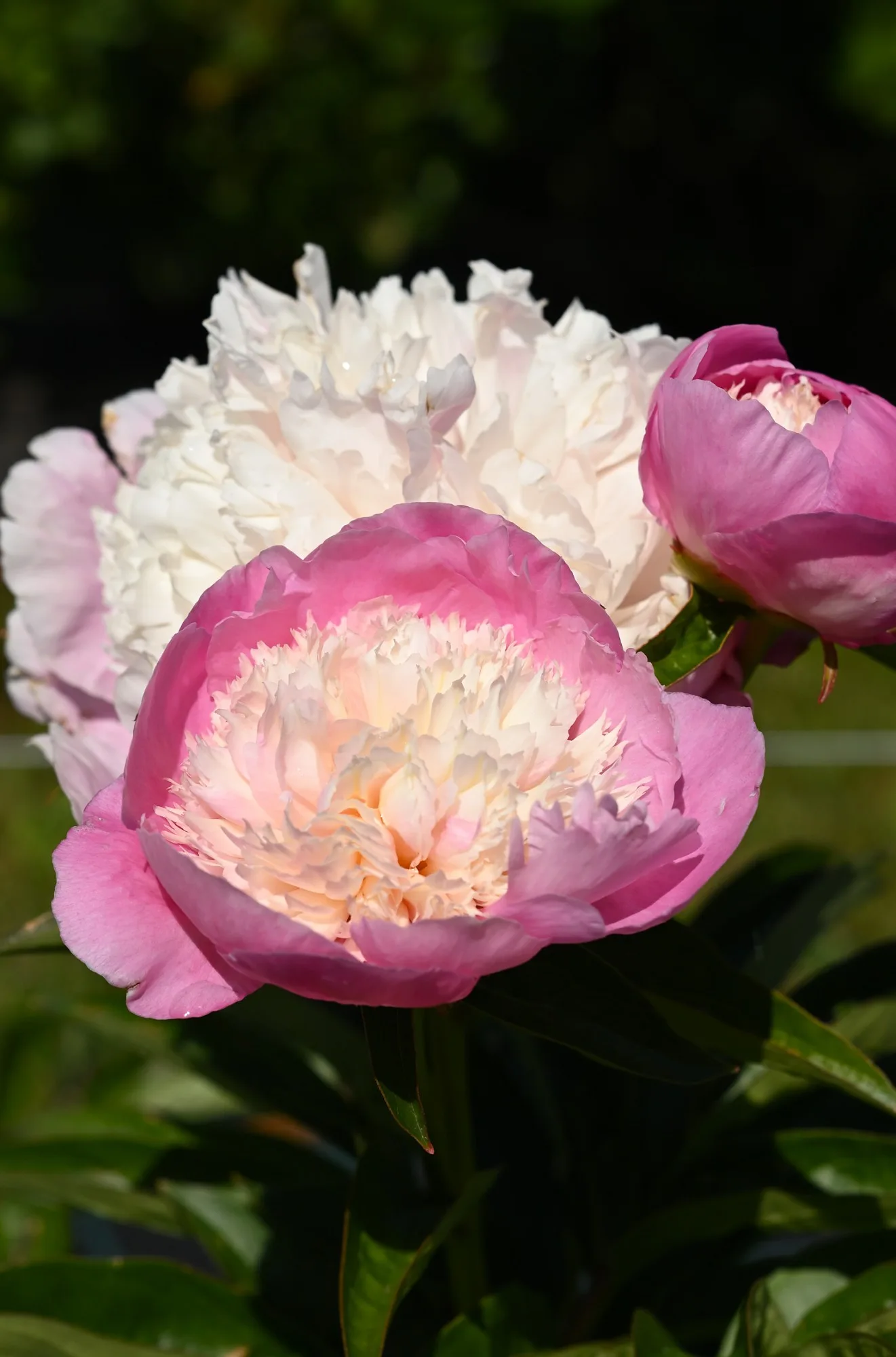 She's My Star - Image 3