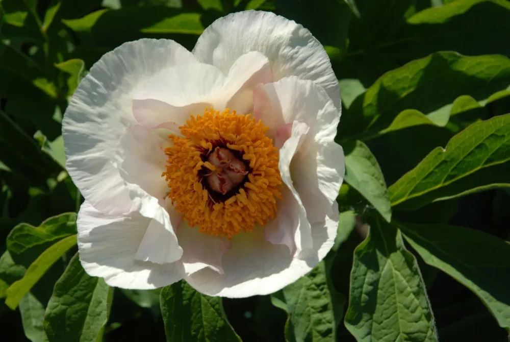 P. wittmanniana - Image 6