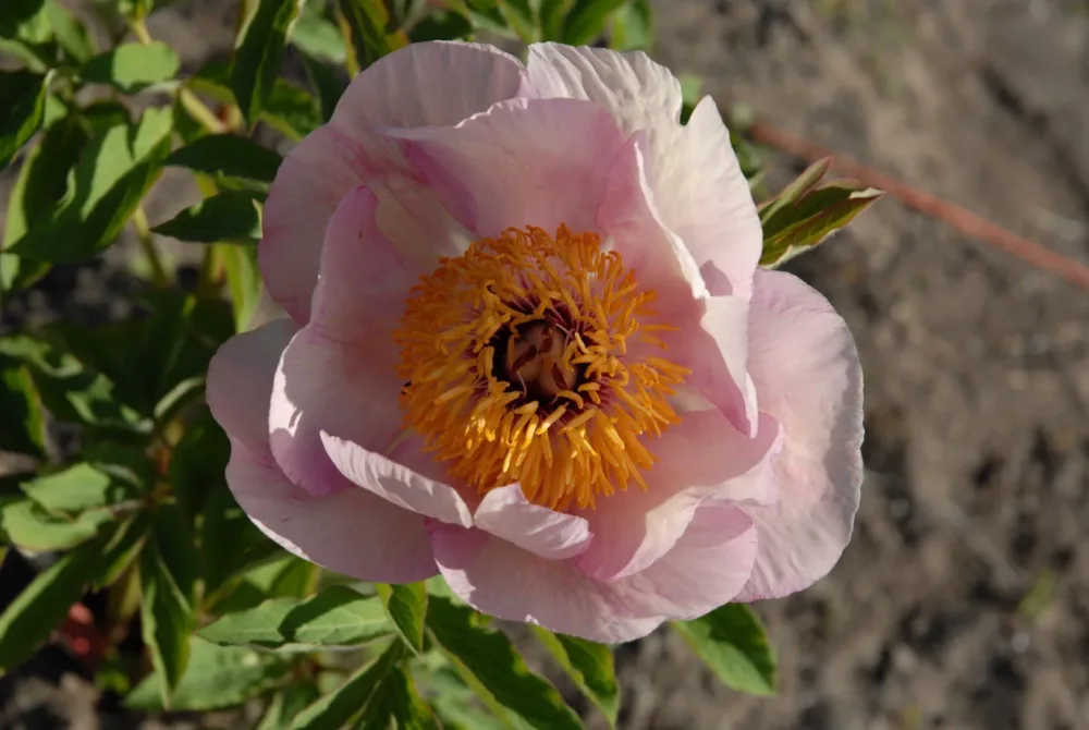 P. wittmanniana - Image 7