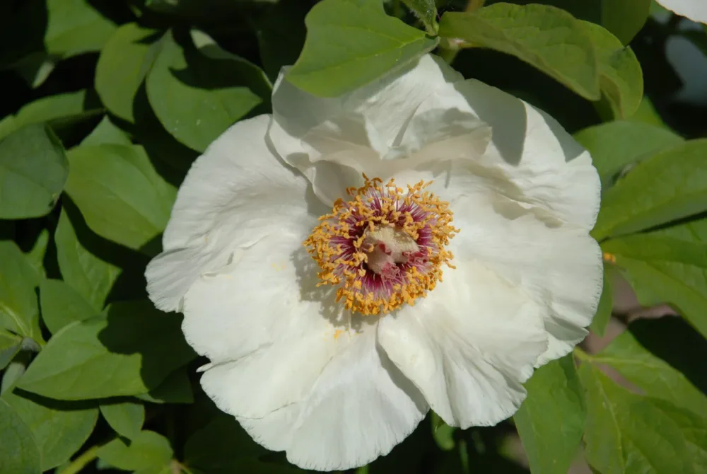 P. wittmanniana - Image 5