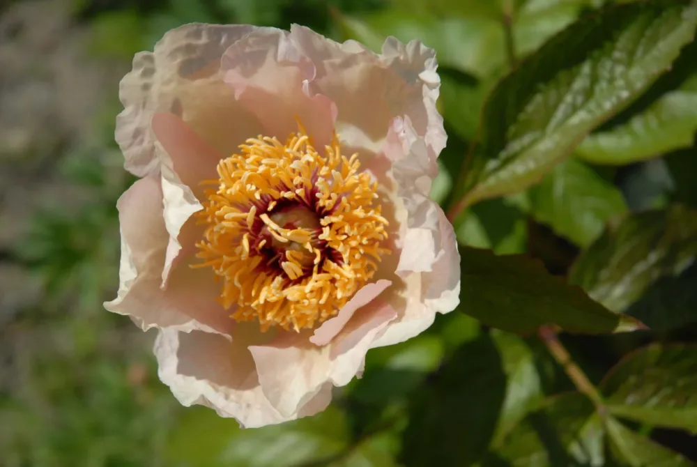 P. wittmanniana - Image 8