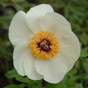 P. wittmanniana Hybrid