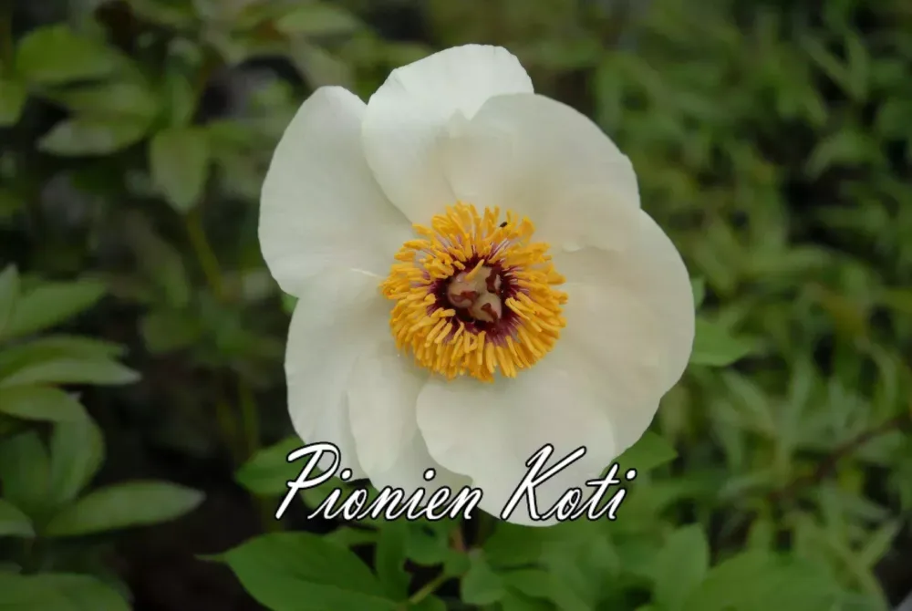 P. wittmanniana Hybrid