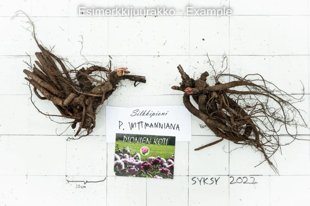 P. wittmanniana - Image 9