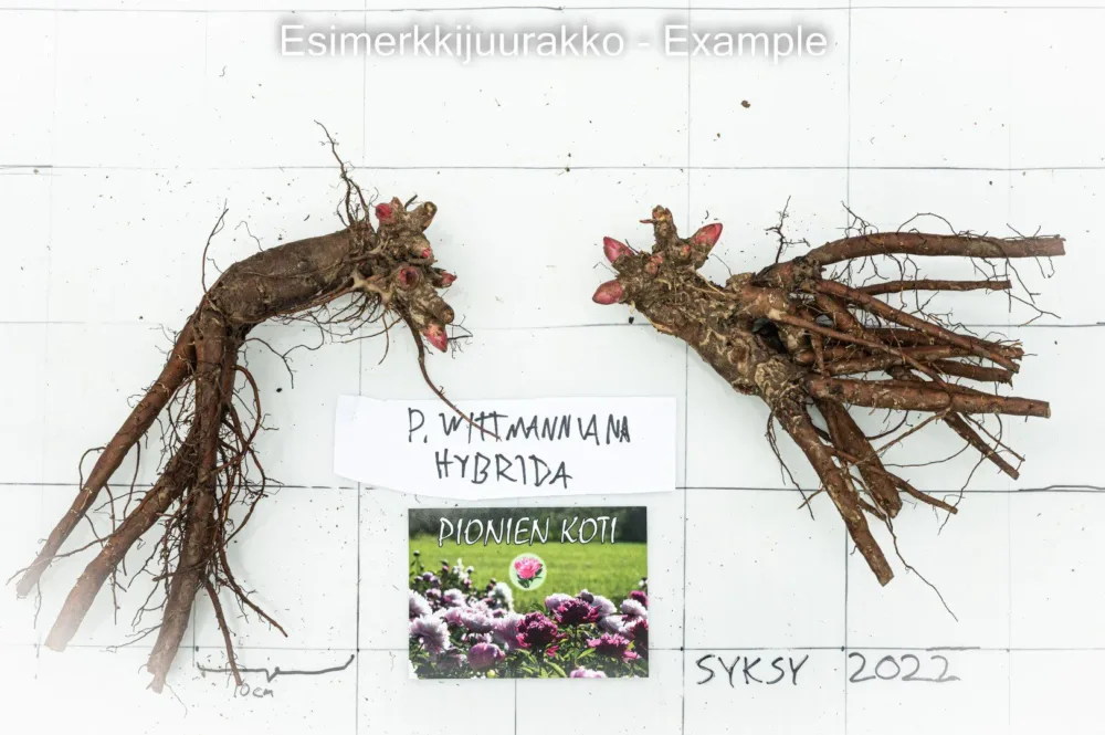 P. wittmanniana Hybrid - Image 2