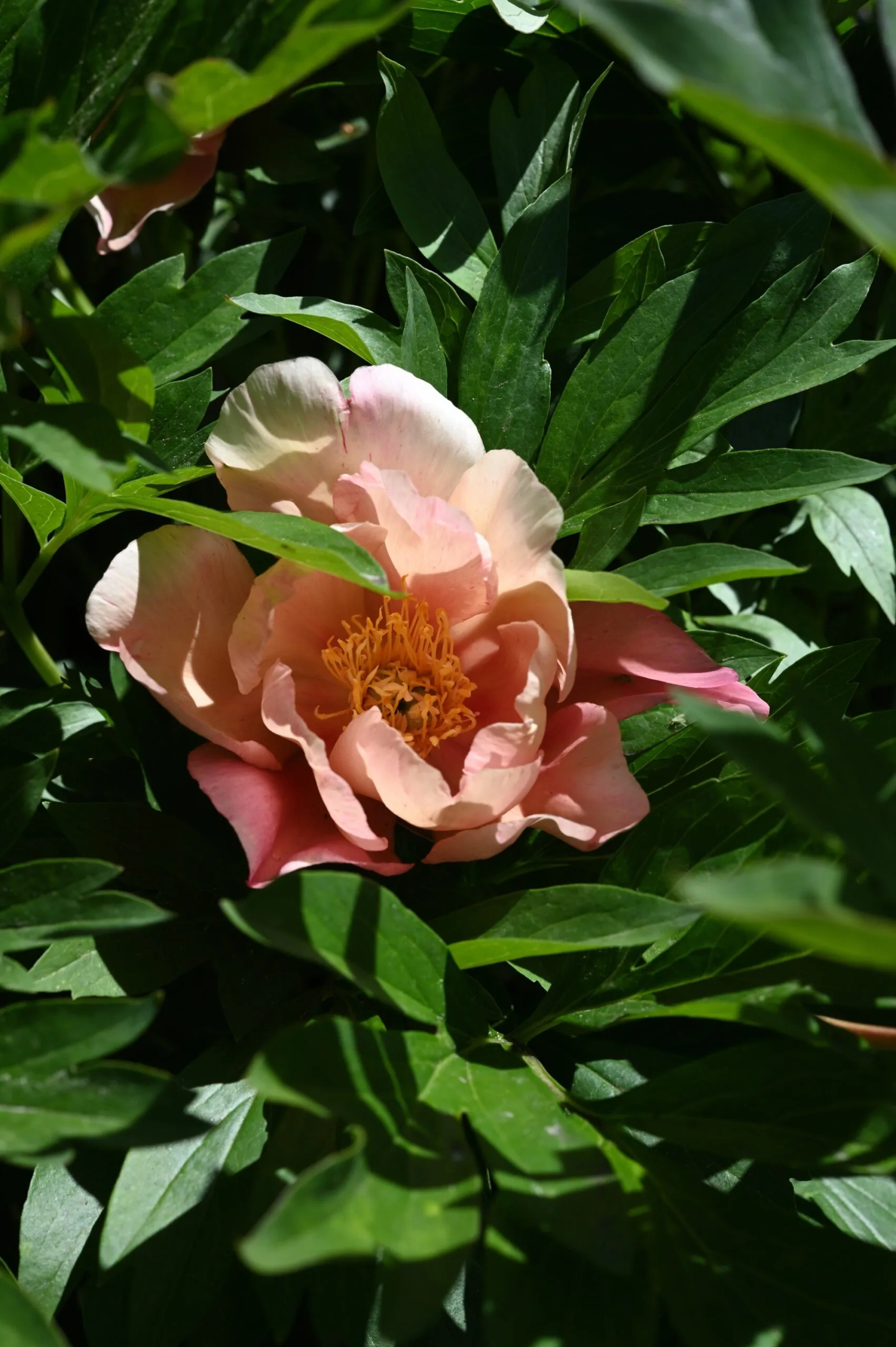 Singing in the Rain - Image 2